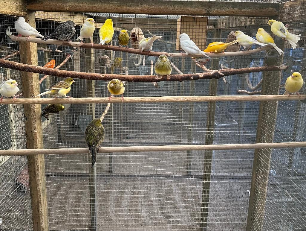 Kanaries verschillende kleuren koppels, Dieren en Toebehoren, Meerdere dieren, Kleurkanarie