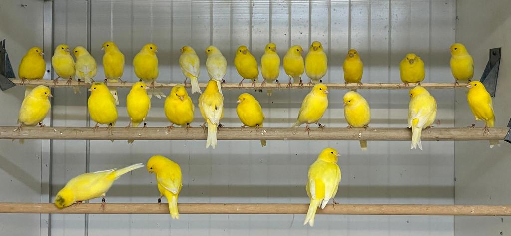 Te koop poppen kleur kanaries,geel,bont,, enz, Vrouwelijk, Kleurkanarie