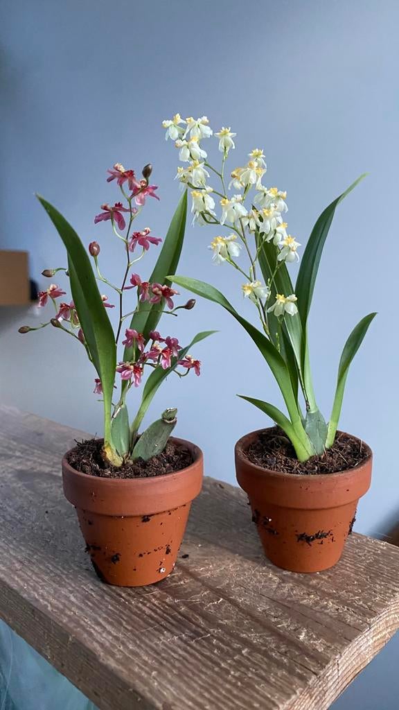 Oncidium tiny twinkle /mini orchidee, Ophalen of Verzenden, Halfschaduw, Minder dan 100 cm