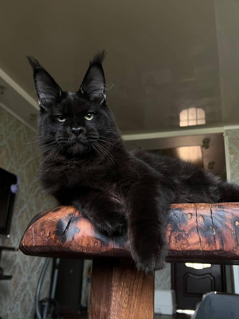 Prachtige Russische Maine Coon dekkater (niet te koop!)