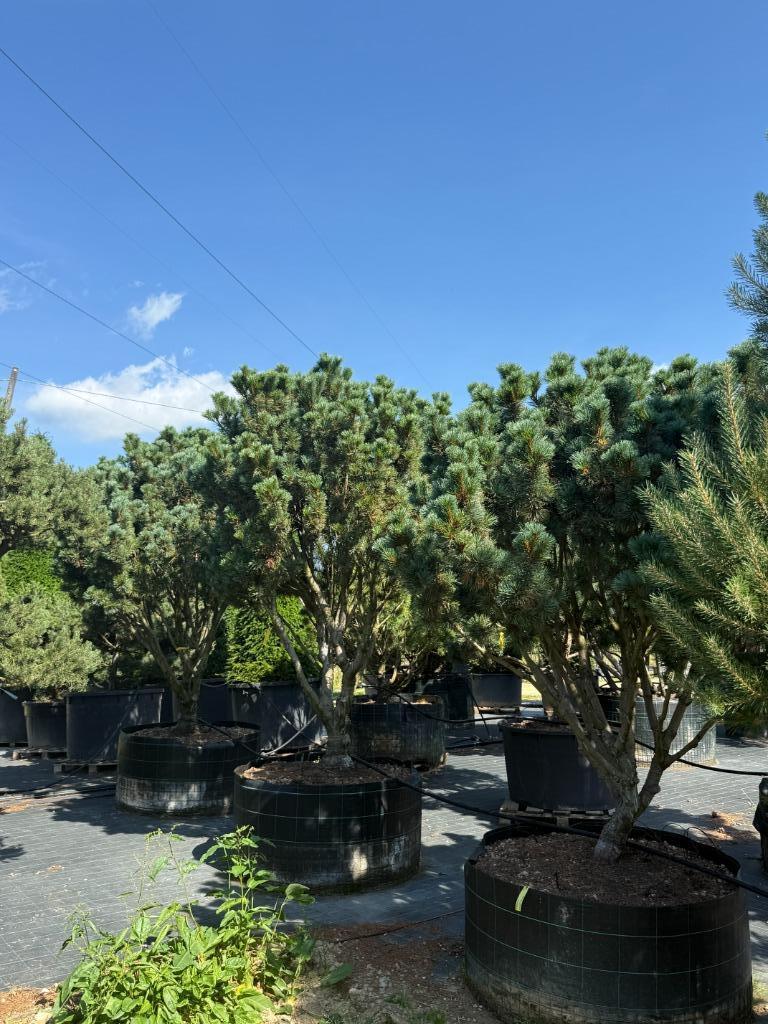 Exclusieve Pinus pumila 'Compacta' solitair te koop!, Overige soorten, 250 tot 400 cm, Zomer, Ophalen