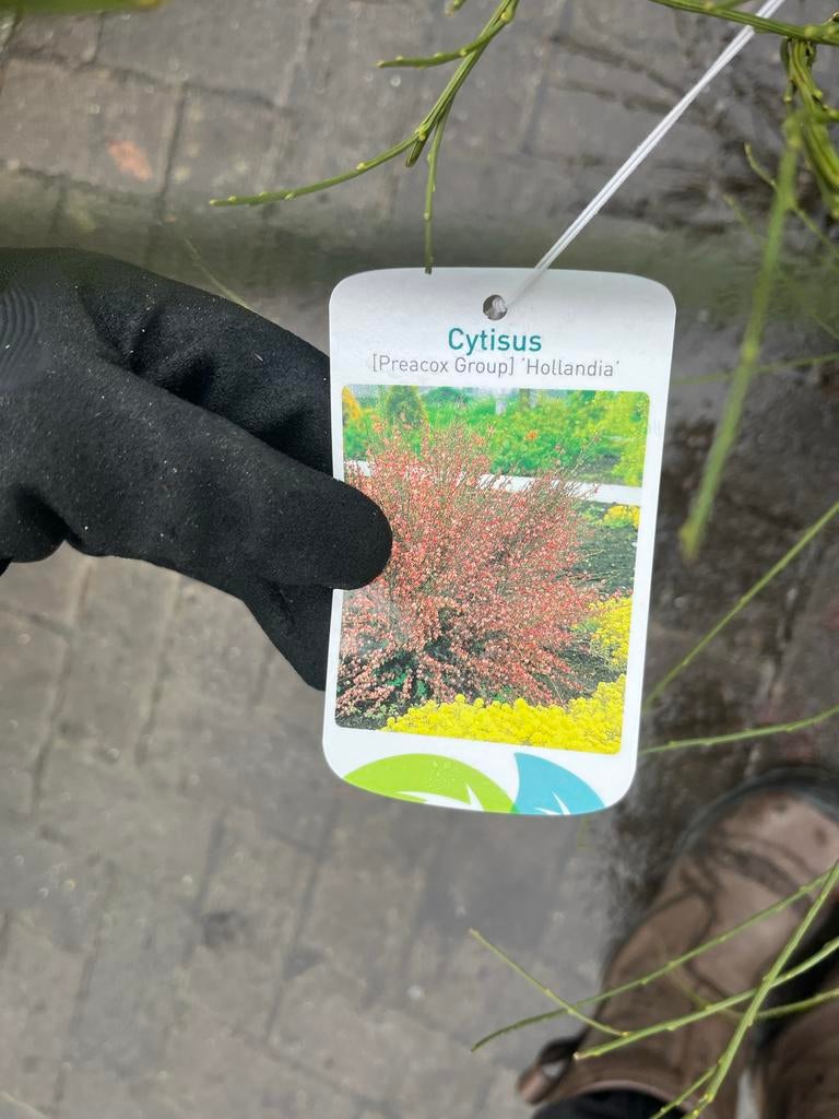 Cytisis ‘Hollandia’ Brem, Tuin en Terras, Ophalen, Overige soorten, Minder dan 100 cm
