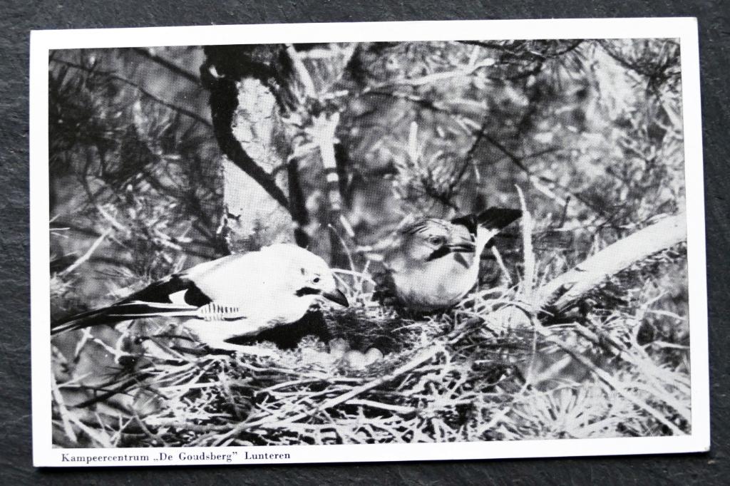 Gaaien bij hun nest, 1968, Kampeercentrum De Goudsberg, Verzenden, 1960 tot 1980, Gelopen, Vogel