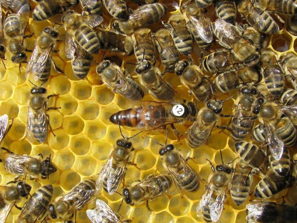 Carnica Koninginnen en Bijenvolken, Bijen