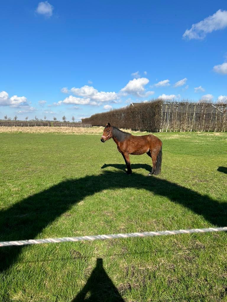 pony’s, Dieren en Toebehoren, Paarden, Springpaard, Minder dan 160 cm, 7 tot 10 jaar, Met stamboom