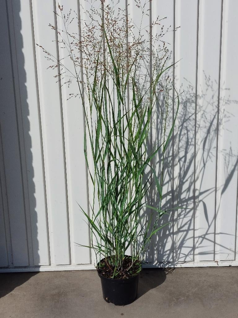 Siergras Panicum heavy metal, Ophalen, Vaste plant, Siergrassen, Halfschaduw