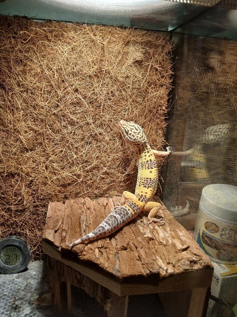 Jonge Luipaardgekko dame, Hagedis, 0 tot 2 jaar