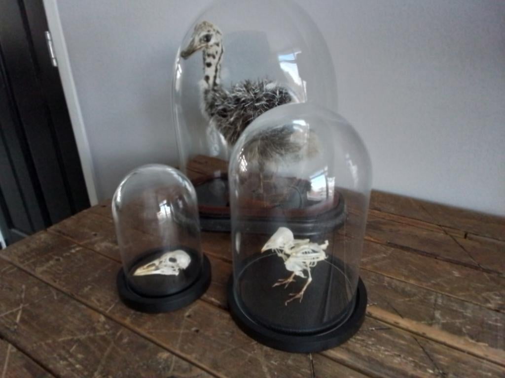 Skelet vogels in stolp, Ophalen of Verzenden, Nieuw