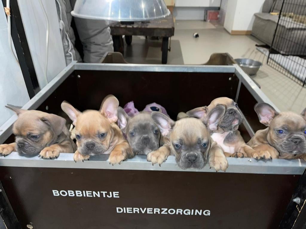 Werpkist kleine honden te huur (85x80x40 cm) incl.toebehoren, Dieren en Toebehoren, Hondenhokken, Ophalen, 110 cm of meer, Minder dan 65 cm