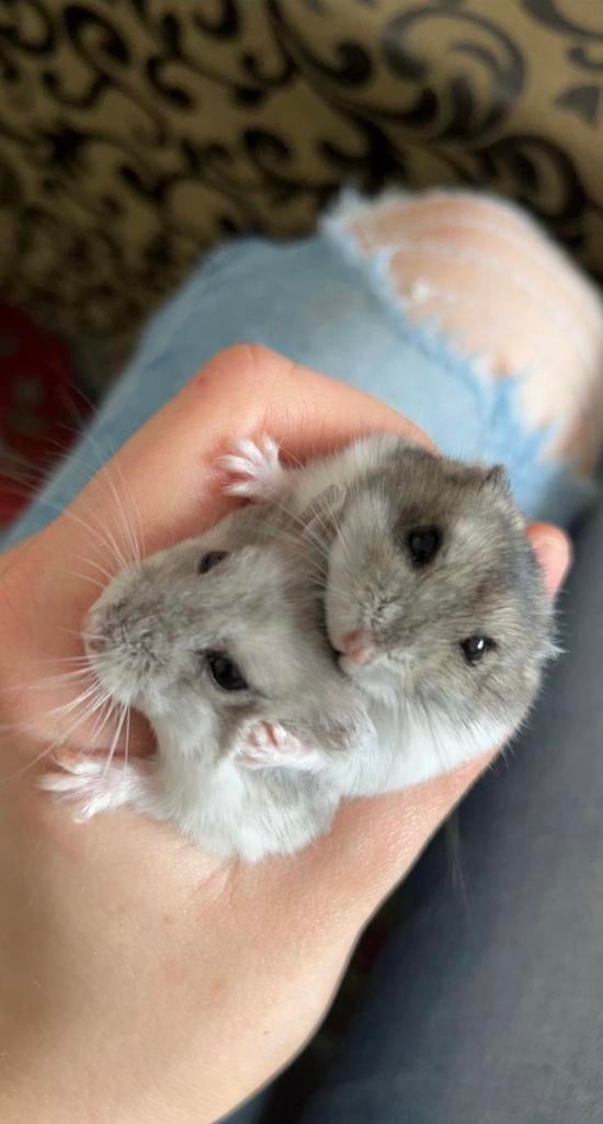 Super lieve & tamme dwerghamsters, Dieren en Toebehoren, Hamster, Februari, Vrouwelijk, Tam
