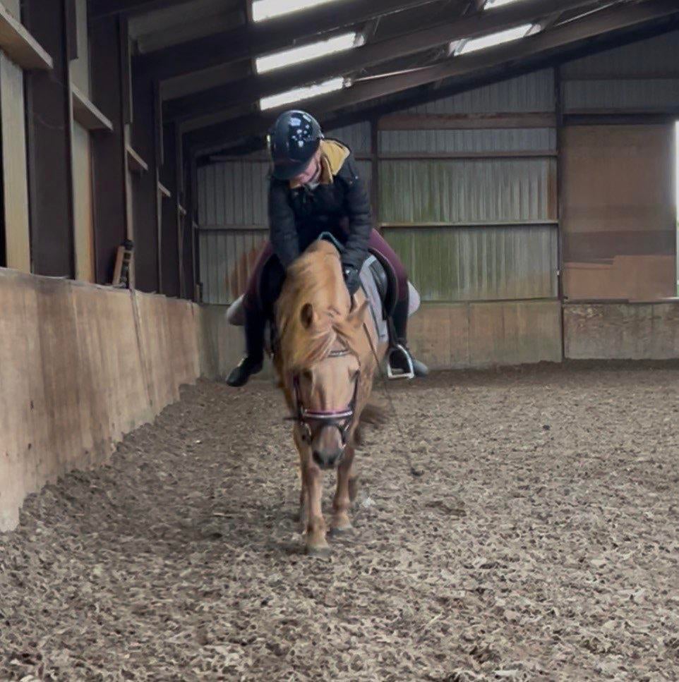 Verzorgponys/bijrijdponys gezocht!, Ophalen of Verzenden, Zo goed als nieuw