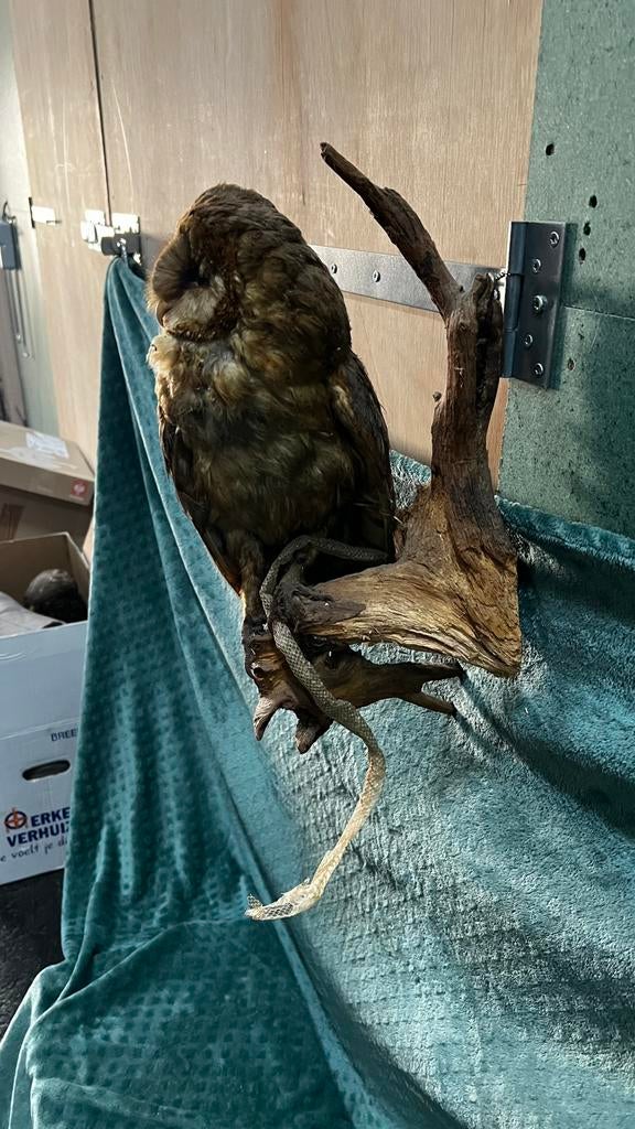 Kerkuil, Verzamelen, Dierenverzamelingen, Ophalen, Gebruikt, Vogel, Opgezet dier