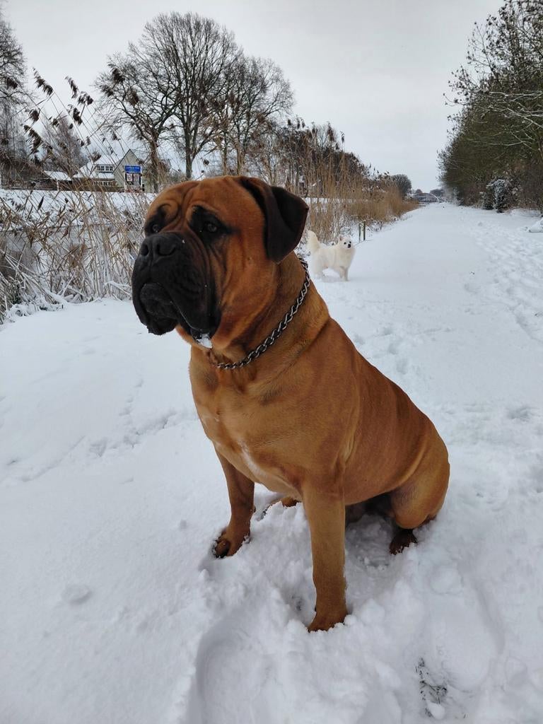 Boerboel dekreu xxl, Dieren en Toebehoren, Eén hond, 3 tot 5 jaar, Nederland, Particulier