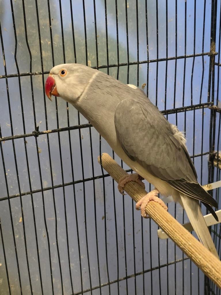 Halsband parkiet, Dieren en Toebehoren, Vogels | Parkieten en Papegaaien, Mannelijk, Parkiet, Geringd