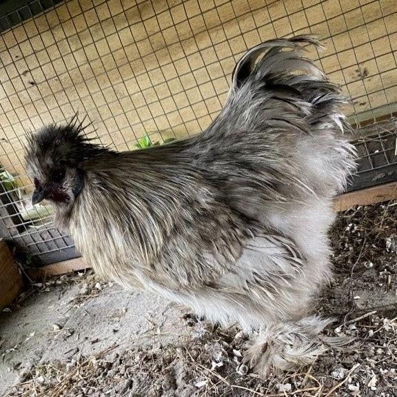 Prachtige USA zijdehoen splash haan, Mannelijk, Kip