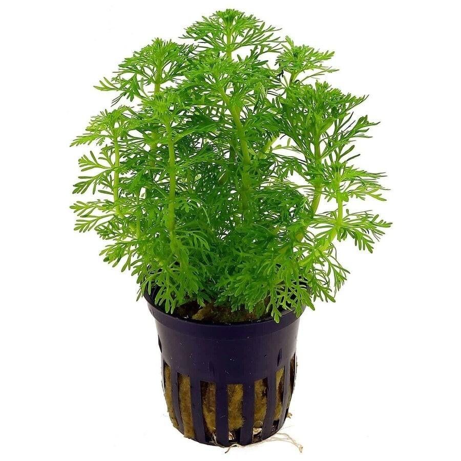 Hobbyaquarium Limnophila Sessilflora/dwerg Ambulia uitzoeken, Ophalen, Hobbyaquarium, Plant(en), Steen of Hout, Nieuw