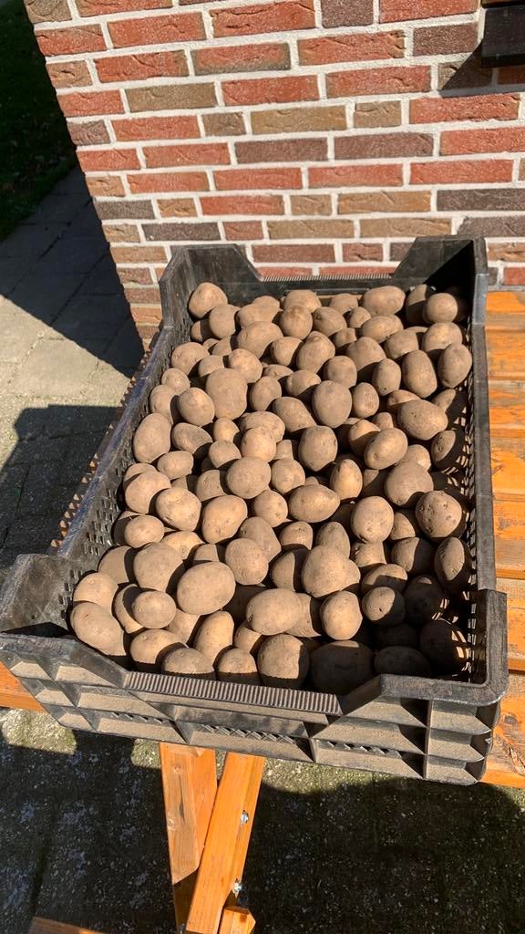 Pootaardappelen frieslander, Ophalen of Verzenden, Volle zon