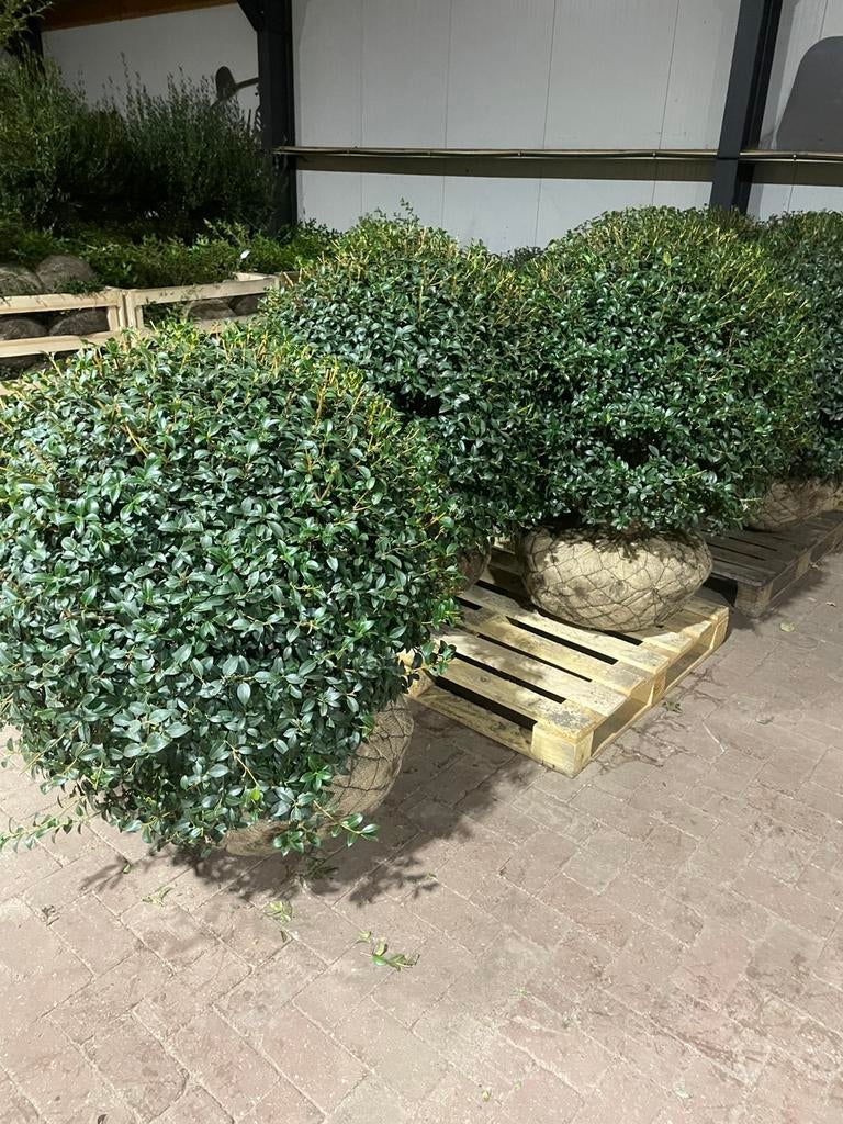 Schijnhulst Osmanthus bolvorm leverbaar tot 150 cm diameter., Ophalen, Overige soorten, Struik, 100 tot 250 cm