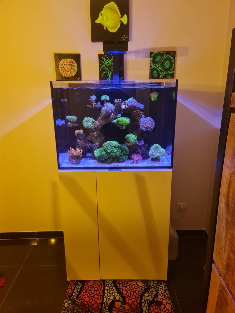 Zeeaquarium compleet, Ophalen of Verzenden, Gevuld zeewateraquarium