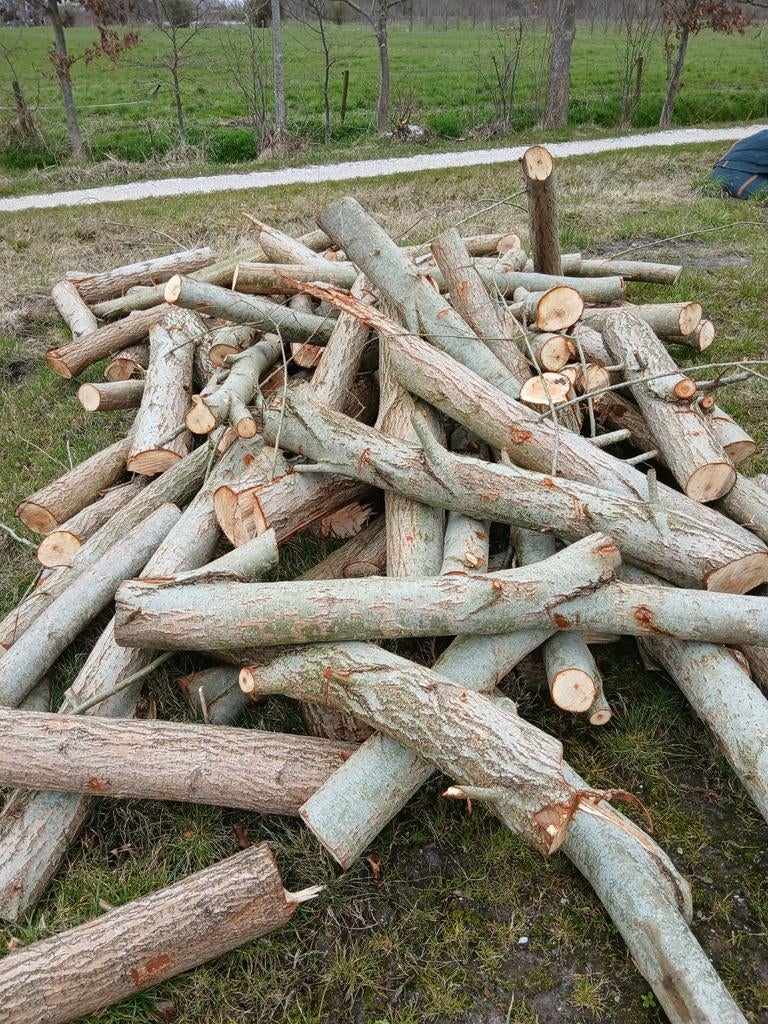 Haardhout Wilg - Vers gekapt, Minder dan 3 m³, Ophalen, Overige houtsoorten, Blokken