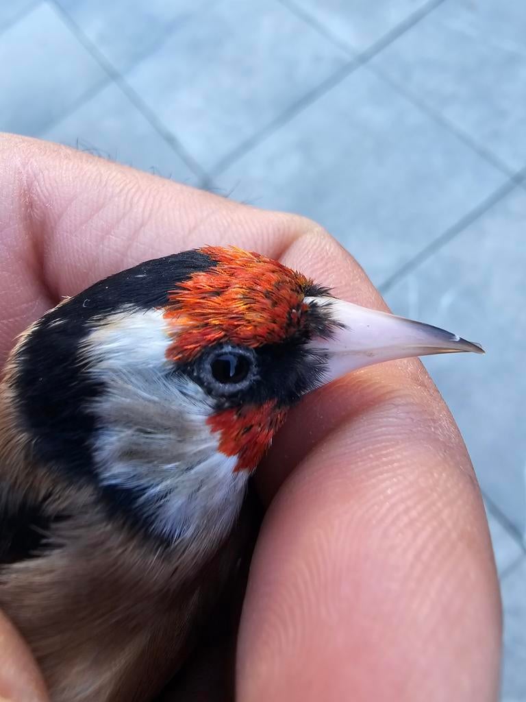 Parva putter 2022, Dieren en Toebehoren, Vogels | Overige Vogels, Mannelijk, Wildzangvogel