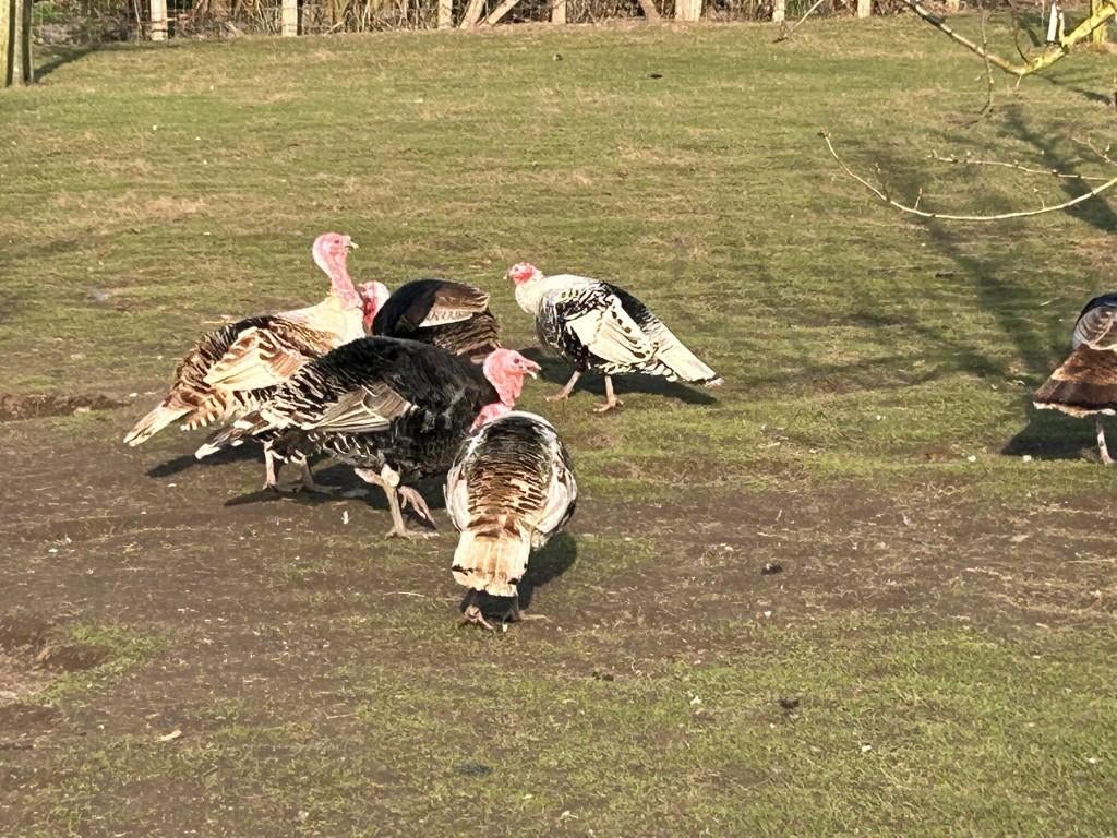 Kalkoenen, Dieren en Toebehoren, Vogels | Overige Vogels, Mannelijk, Wildzangvogel, Geringd