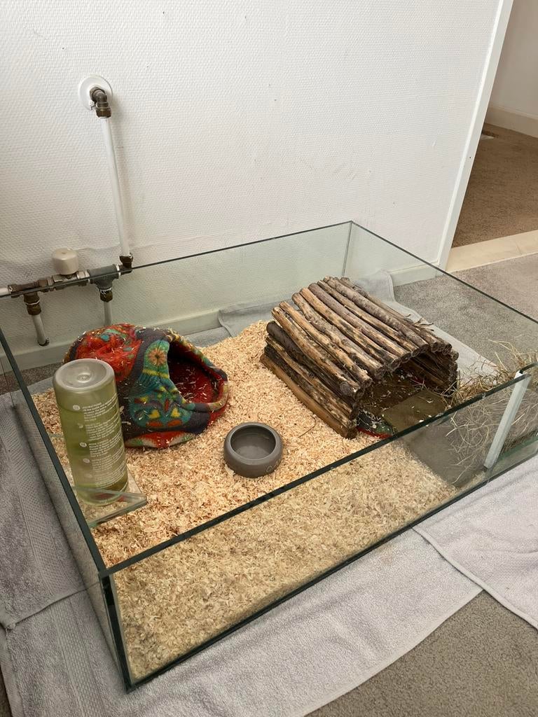 2 Cavia’s (Beertjes) en Cavia hok met toebehoren spullen, Dieren en Toebehoren, Knaagdieren, Cavia, Mannelijk, Januari, Tam