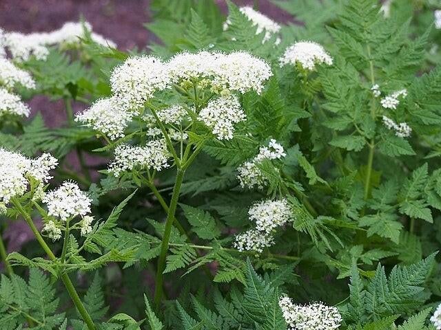 Biologische Roomse Kervel Zaden - Myrrhis odorata, Tuin en Terras, Bloembollen en Zaden, Zaad, Voorjaar, Halfschaduw, Ophalen of Verzenden