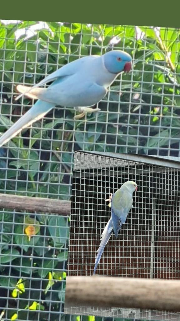 Halsbanden, Dieren en Toebehoren, Vogels | Parkieten en Papegaaien, Meerdere dieren, Parkiet