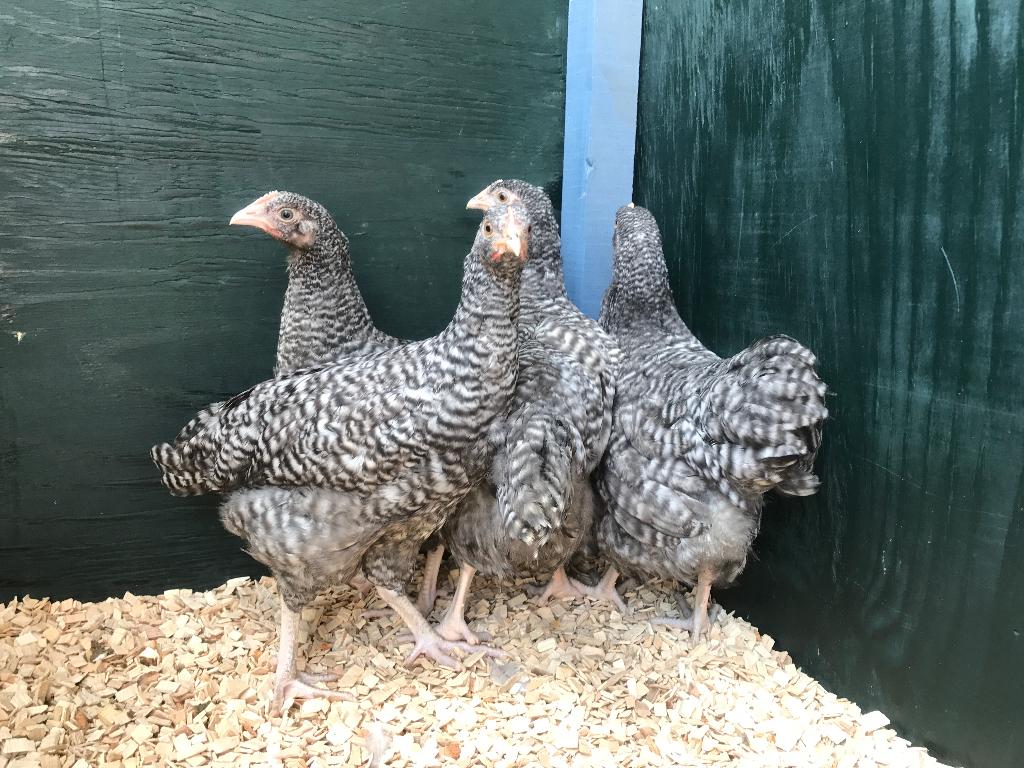 Jonge tamme Noord Hollandse Blauwe kippen gesekst & ingeënt, Vrouwelijk, Kip