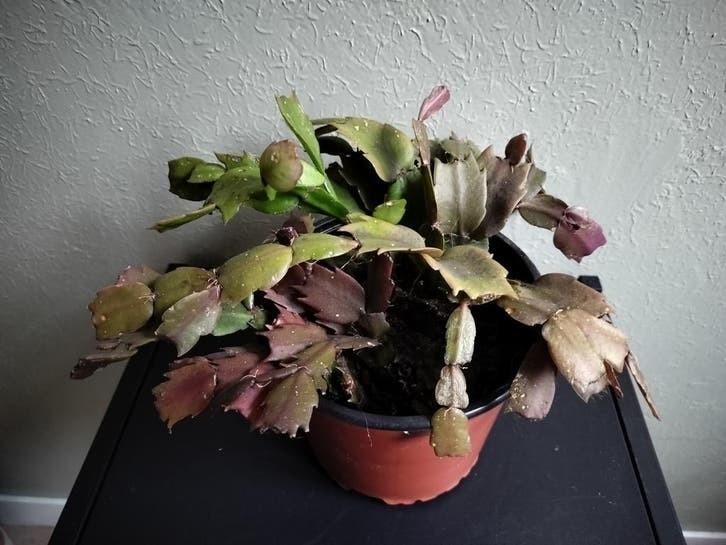 Lidcactus / Kerstcactus in pot, Vaste plant, Halfschaduw, Winter, Ophalen
