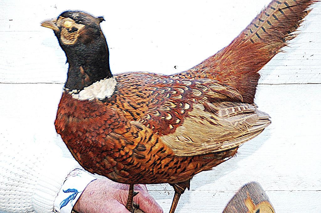 Opgezette Fazant, Verzamelen, Ophalen of Verzenden, Zo goed als nieuw, Wild dier, Opgezet dier