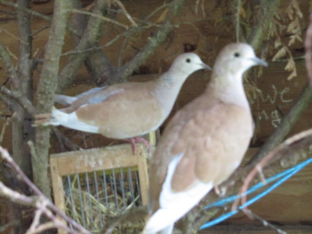 Tortel duiven, Dieren en Toebehoren, Meerdere dieren, Postduif