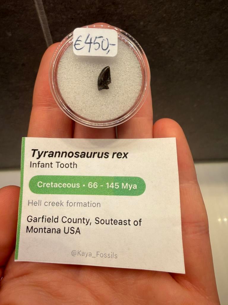 Baby T-Rex tand - Tyrannosaurus Rex fossiel, Ophalen of Verzenden, Fossiel