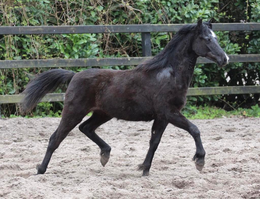 Drie mooie Welsh A & B jaarling hengsten, Met stamboom, 0 tot 2 jaar, Hengst, B pony (1.17m tot 1.27m)