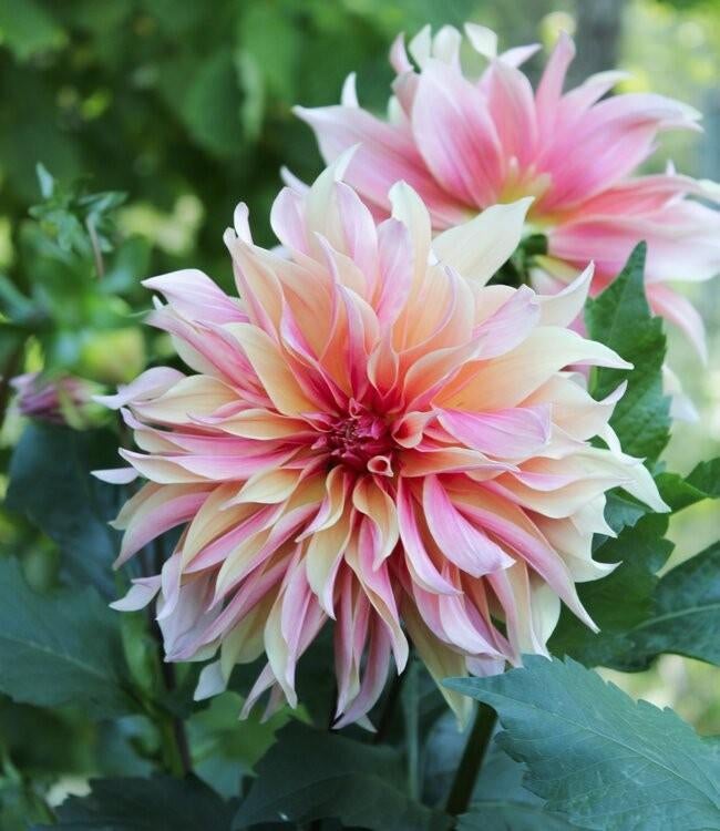 **** Dahlia diverse soorten****, Ophalen of Verzenden, Volle zon, Knol
