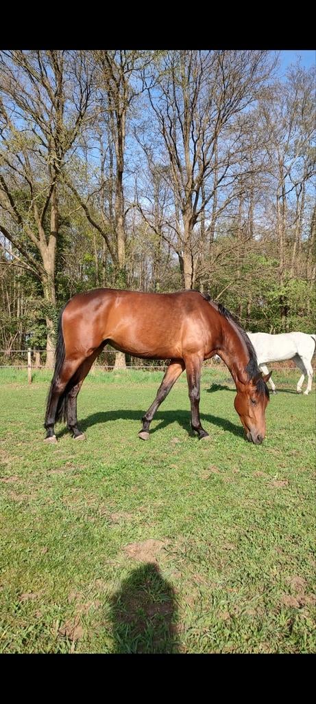 Mooie kwaliteitsvolle 4jr merrie v. Lantanas, project, Merrie, Met stamboom, Dressuurpaard, 3 tot 6 jaar