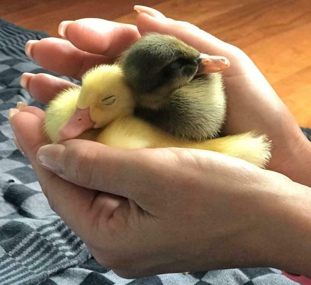 gesekste kuikens Indische loopeenden raszuiver, Meerdere dieren, Eend
