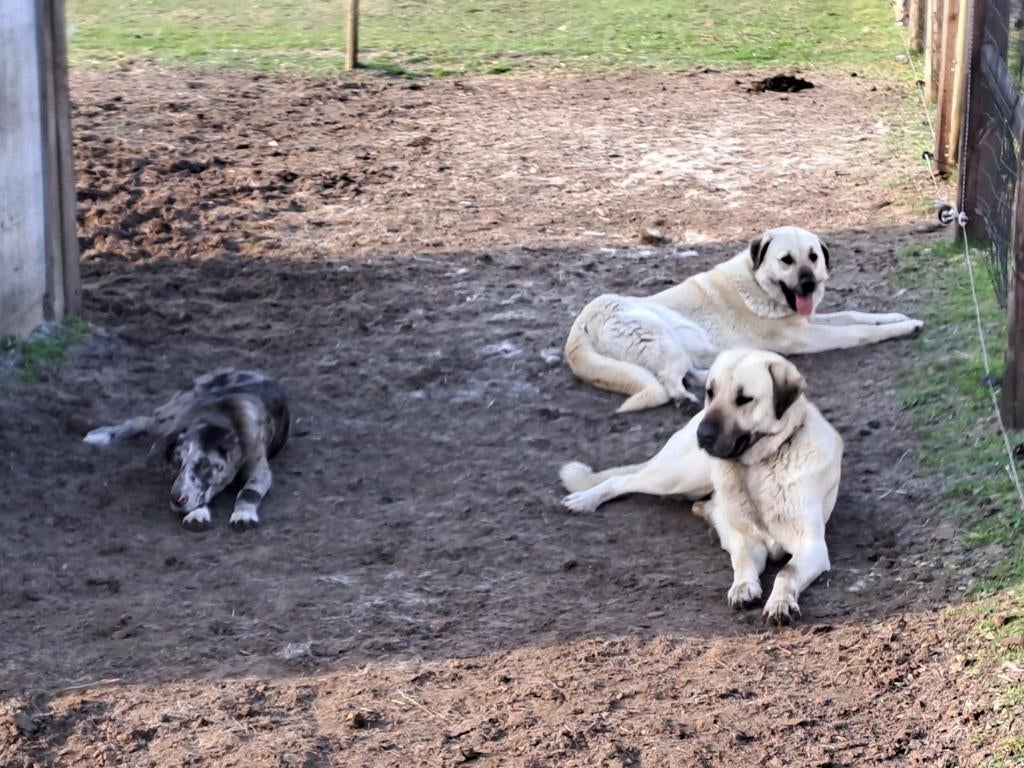 Anatolische Herders, Parvo, België, Particulier, 1 tot 2 jaar