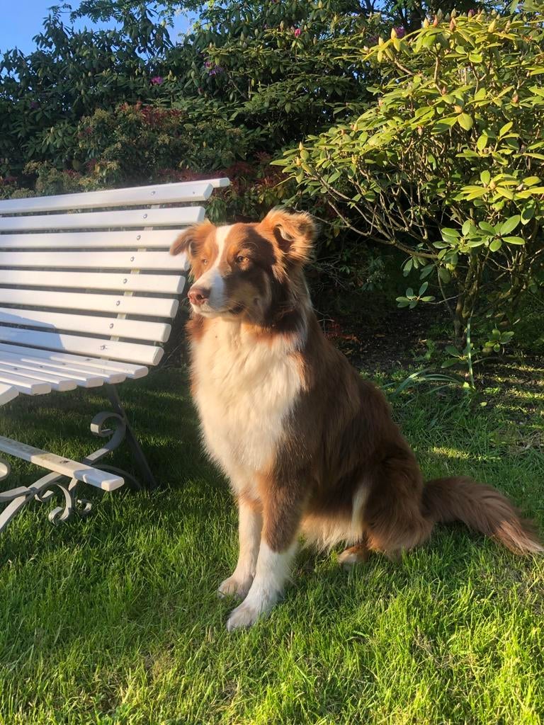 Eerste nestje Australian Shepherd pups, Overige rassen, 8 tot 15 weken, Parvo, Meerdere