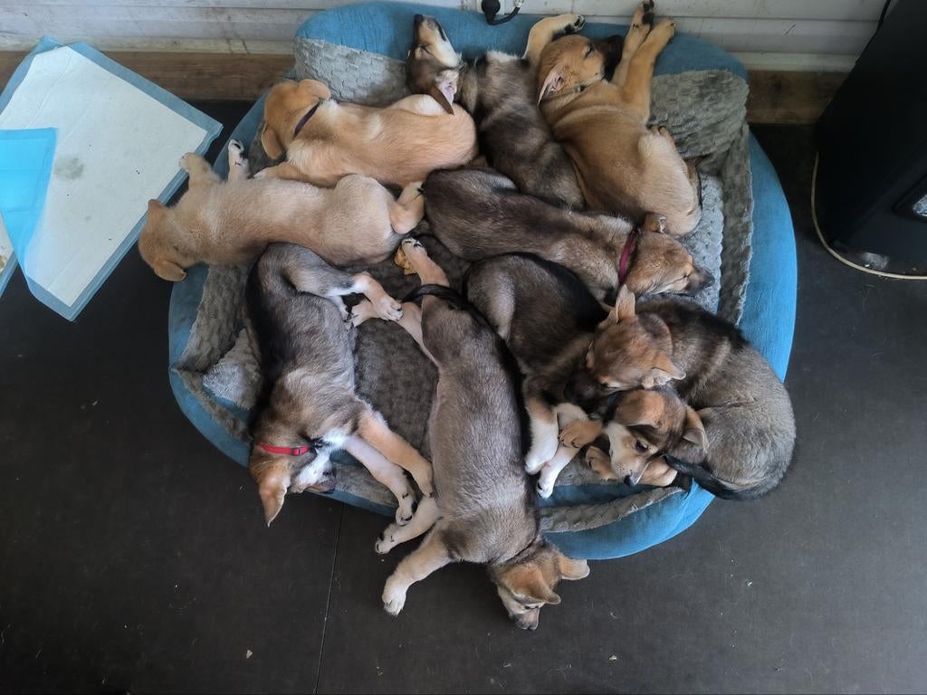 Tsjechoslowaakse wolfhond x Mechel kruizing pups puppies, Parvo, Overige rassen, 8 tot 15 weken, Meerdere