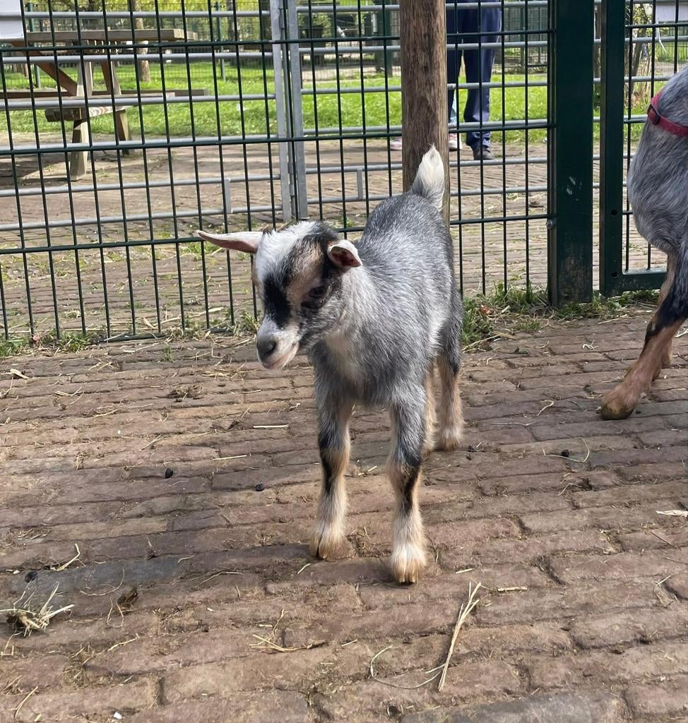 Blauwschimmel dwerggeit bokje, Dieren en Toebehoren, Schapen, Geiten en Varkens, Mannelijk, Geit, 0 tot 2 jaar