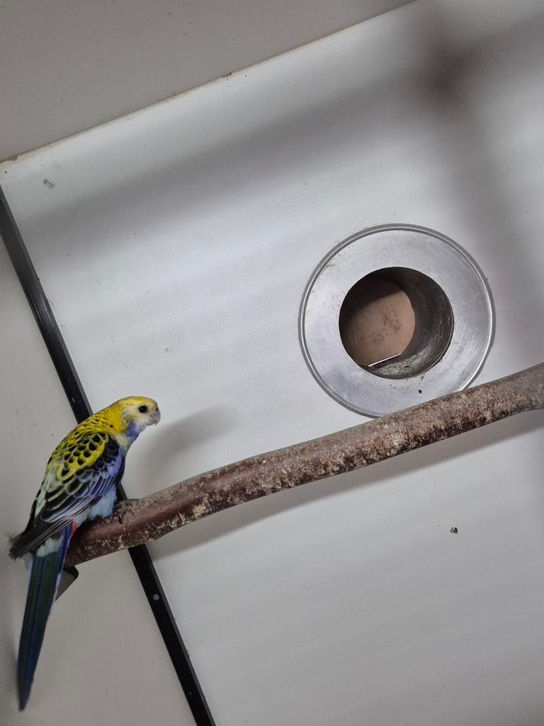 Bleekkop rosella man, Dieren en Toebehoren, Mannelijk, Parkiet