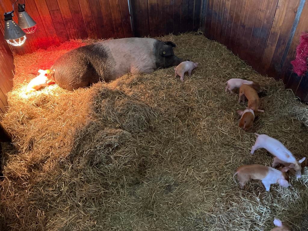 Husumer biggen, Dieren en Toebehoren, Schapen, Geiten en Varkens, Meerdere dieren