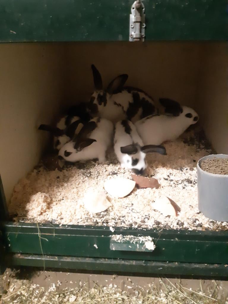 Jonge Lotharingers groot, Dieren en Toebehoren, Konijnen, Meerdere dieren, Groot