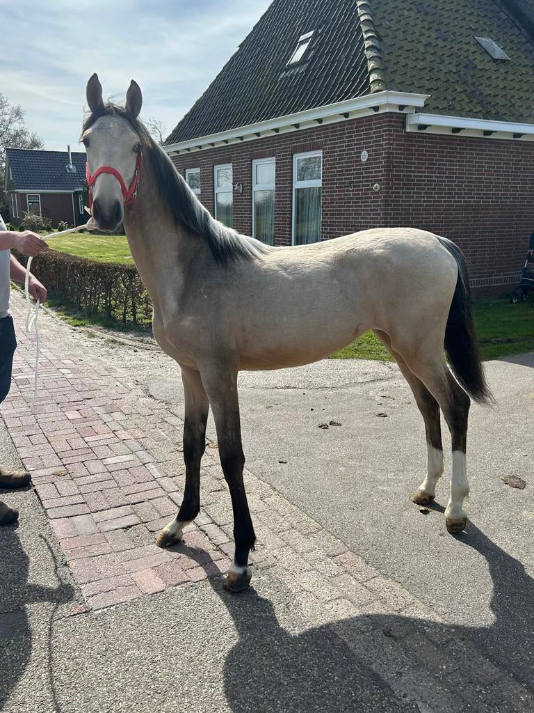 Zeer aparte Valk Enter merrie, Dieren en Toebehoren, Merrie, 0 tot 2 jaar, 170 tot 175 cm, Onbeleerd