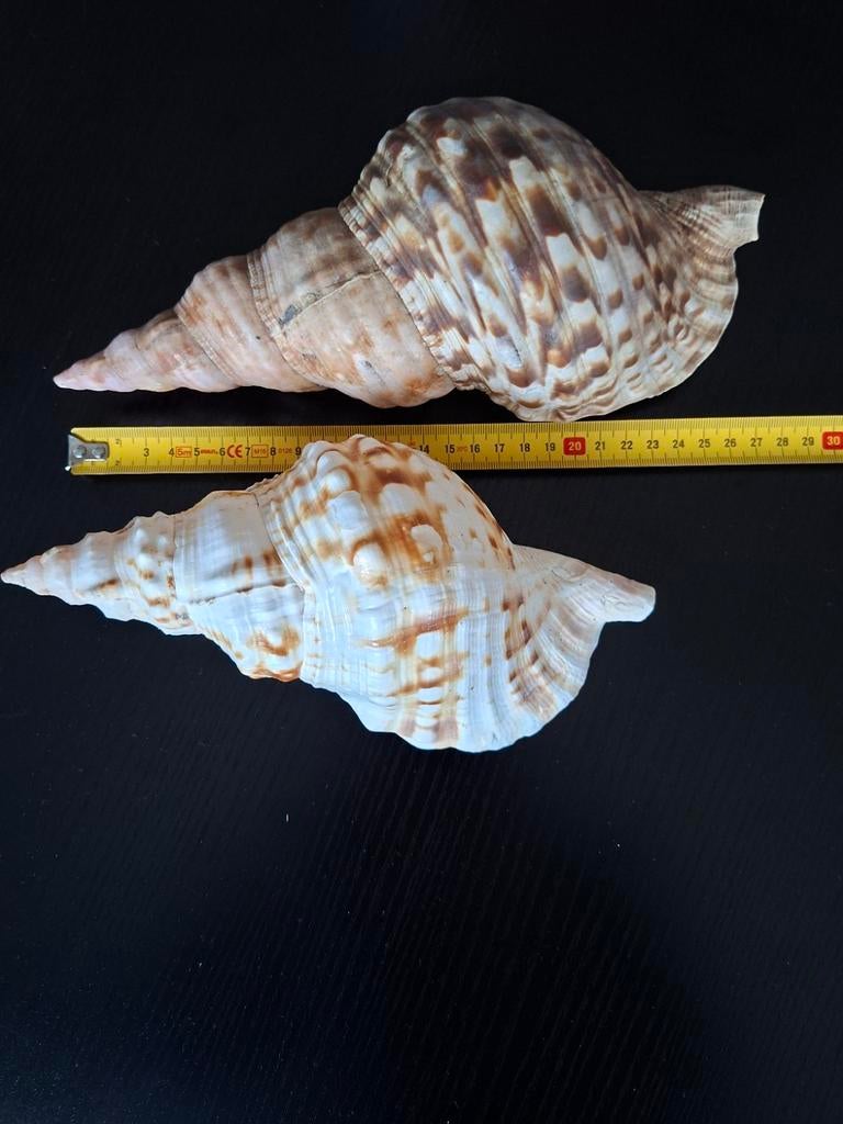 2 tritonshoorn charonia Triton schelpen taxidermie schelp, Ophalen of Verzenden, Schelp(en)
