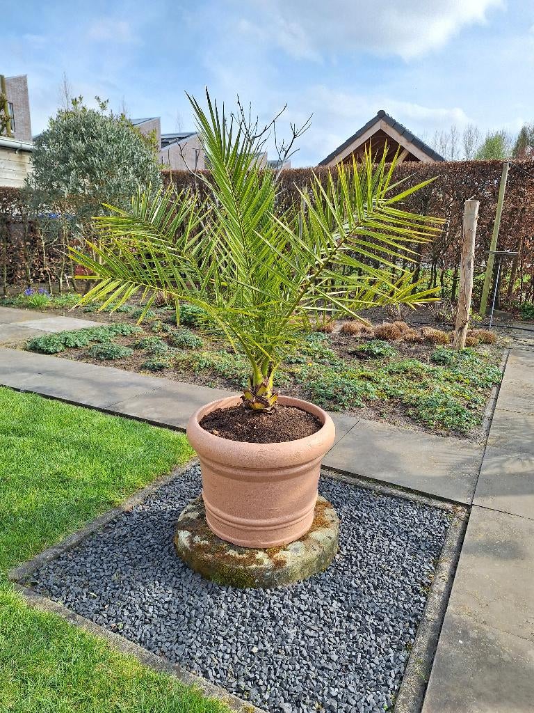phoenix canariensis palm, Volle zon, Vaste plant, Bloeit niet, Ophalen