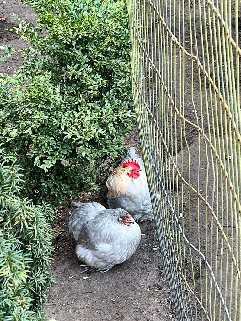 Cochin koppeltje kippen, Dieren en Toebehoren, Pluimvee, Meerdere dieren, Kip