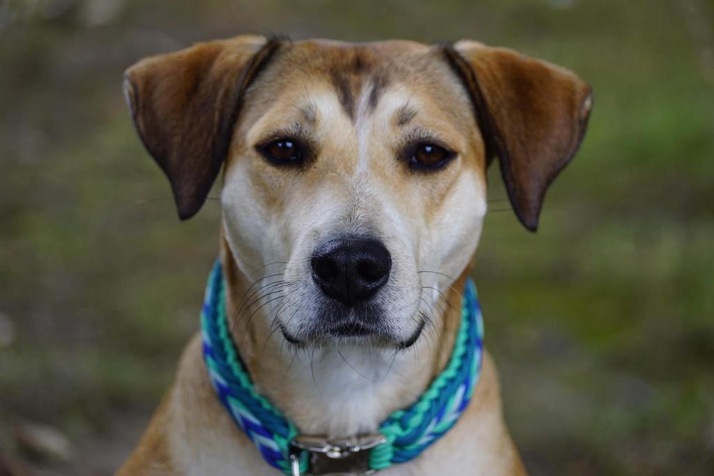 Lief hondje zoekt gouden mandje, Dieren en Toebehoren, 6 jaar of ouder, Particulier, CDV (hondenziekte), Buitenland